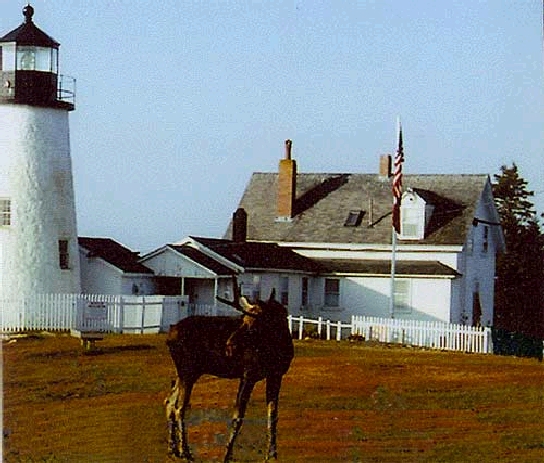 Moose by Pemaquid Lighthouse