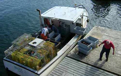 Unloading Lobsters